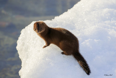 small_mammals