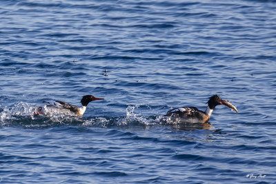 Red Breasted Merganser_17-12-28_6056.jpg