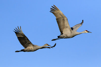 Sandhill Cranes_17-11-29_5903.jpg