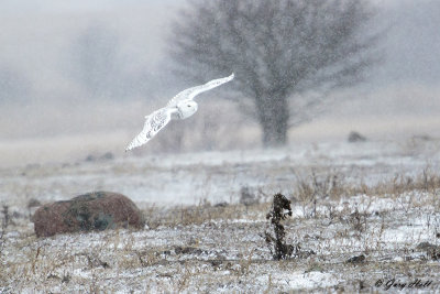 Snowy Owl_17-01-10_3514.jpg