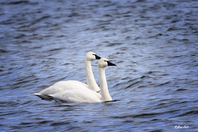 Tundra Swans_16-02-03_0001.jpg