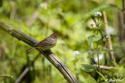 warblers