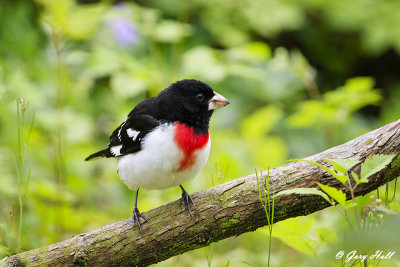 Rose-breasted Grosbeak_17-05-11_4734.jpg