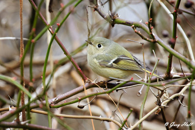 kinglet