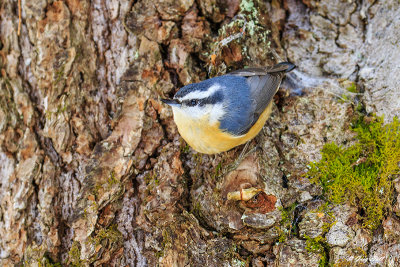 nuthatches