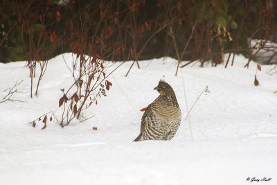 partridge_grouse_turkey_quail