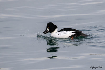 Common Goldeneye_18-01-25_6539.jpg