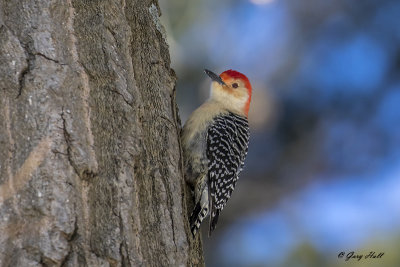 woodpeckers