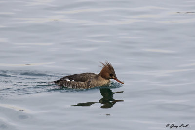 Red-breasted Merganser_18-01-25_6552.jpg