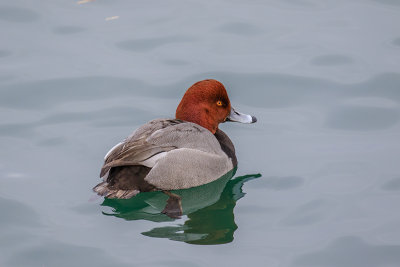 Redhead_18-01-25 b_6654.jpg