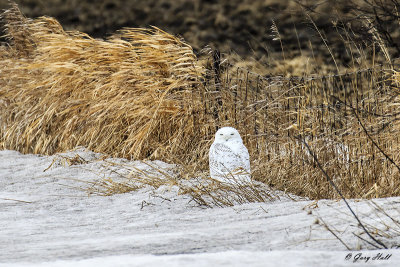 owls