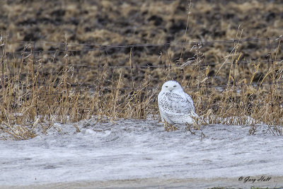 Snowy Owl - Arthur.jpg