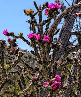 Cholla (Tree Cactus)