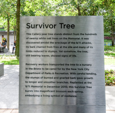 Survivor Tree