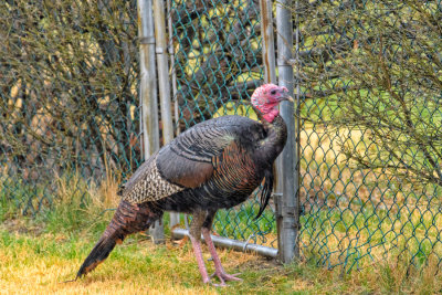 Turkey in my backyard
