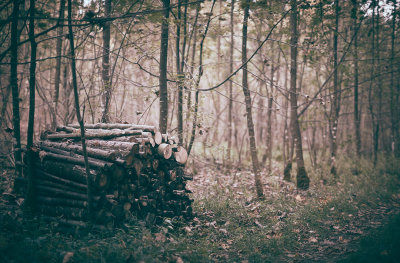 forest.f_170926_1099.jpg