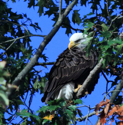 Bald Eagle