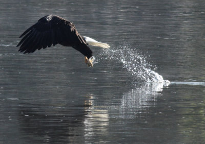Splash!
