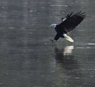 Bald Eagle