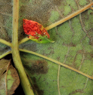 Leaves