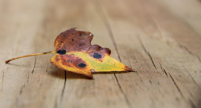 Leaf on deck