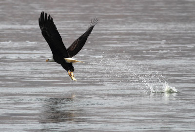 Bald Eagle