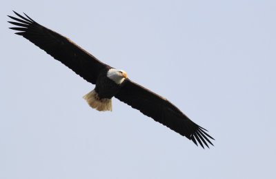 Bald Eagle