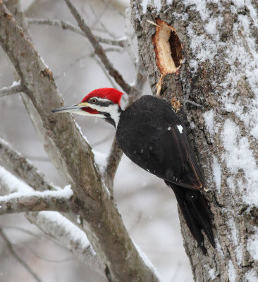 Woodpecker in the snow
