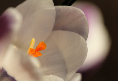 Harbinger of Spring