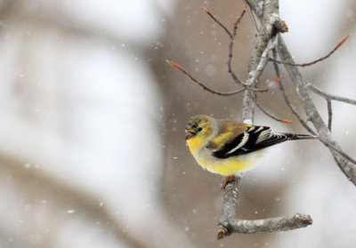 Bird in the snow