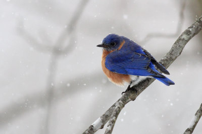 Bird in the snow