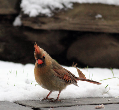 Bird in the snow