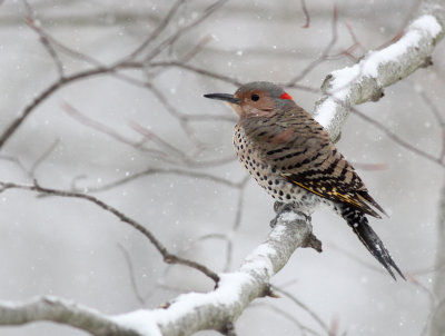 Bird in the snow