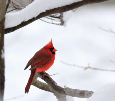 Bird in the snow