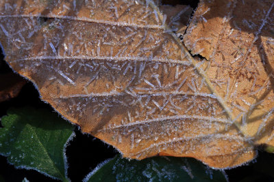 First frost