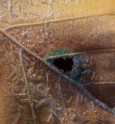 First frost