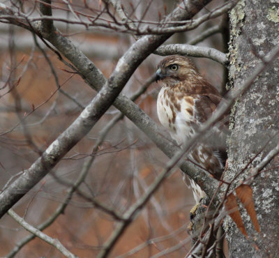 Hawk