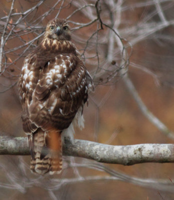 Hawk