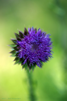 Musk-Thistle 