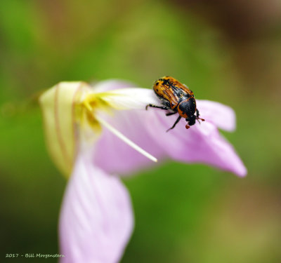 Hungry Beetle