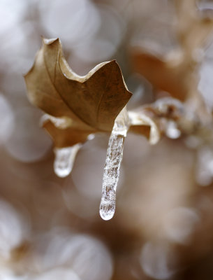 Winter in the Hill Country 