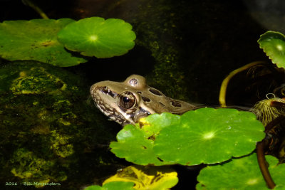 Leopard Frog 