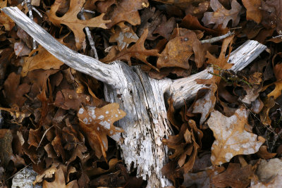 Longhorn Leaves 