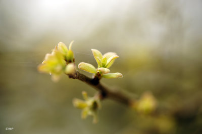 Oak Leaf Buds 