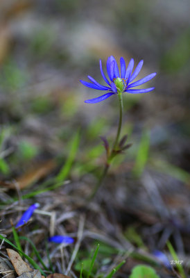 Simply Flowers