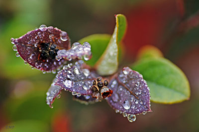 Waterdrop Leaves 