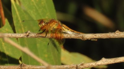 Band-winged Meadowhawk