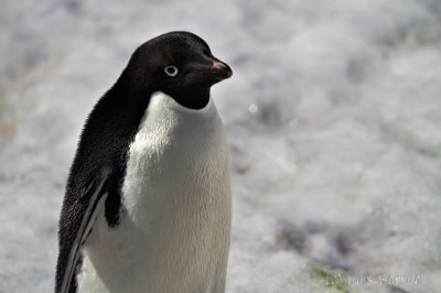 AdeliePenguin2.jpg