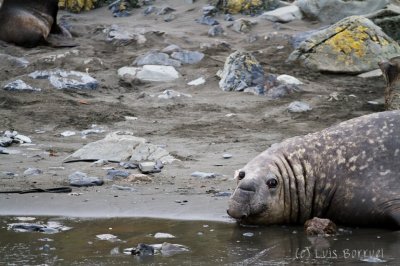 ElephantSeal.jpg