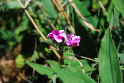 DSC_0465.jpg